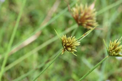 Cyperus polystachyos grass. Stock Photos