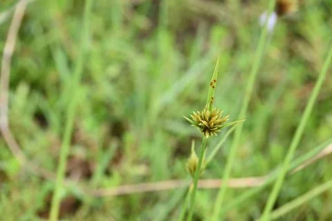 Cyperus polystachyos grass. Stock Photos
