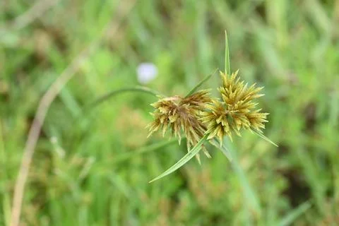 Cyperus polystachyos grass. Stock Photos