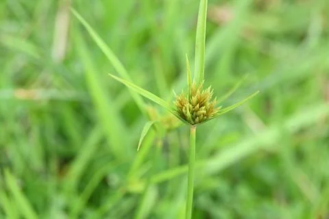 Cyperus polystachyos grass. Stock Photos
