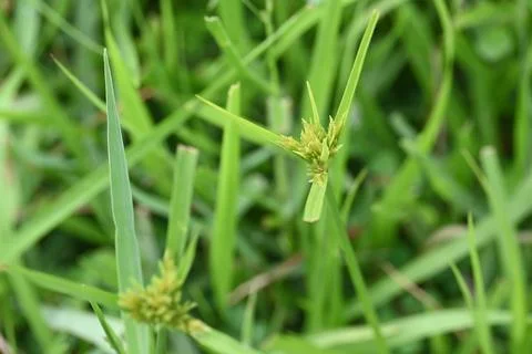 Cyperus polystachyos grass. Stock Photos