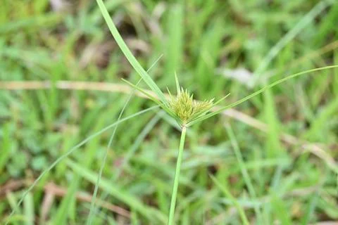 Cyperus polystachyos grass. Stock Photos