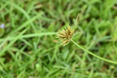 Cyperus polystachyos grass. Stock Photos