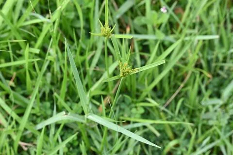 Cyperus polystachyos grass. Stock Photos