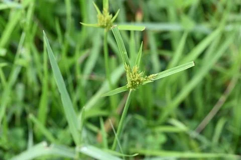Cyperus polystachyos grass. Stock Photos