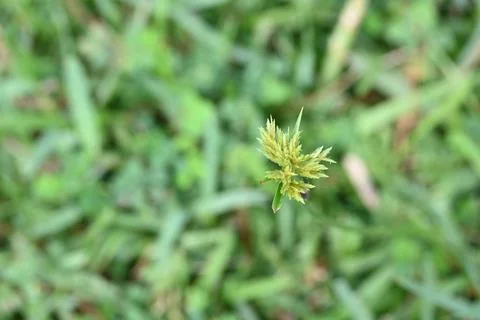 Cyperus polystachyos grass. Stock Photos