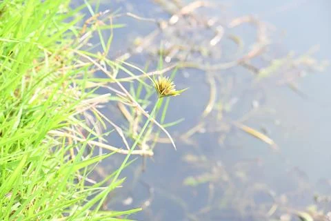 Cyperus polystachyos grass. Stock Photos
