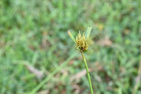 Cyperus polystachyos grass. Stock Photos