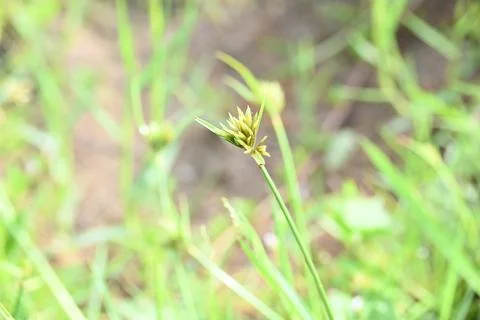 Cyperus polystachyos grass. Stock Photos