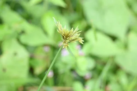 Cyperus polystachyos grass. Stock Photos