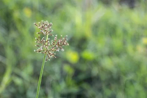 Cyperus rotundus coco-grass, Java grass, nut grass, purple Stock Photos