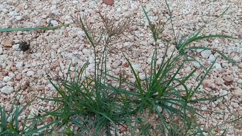 Cyperus rotundus with dew drops Stock Footage 256719632