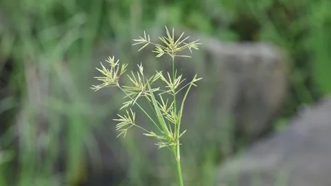 Cyperus rotundus grass. Видео 309090681