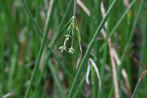 Cyperus rotundus grass. Stock Photos