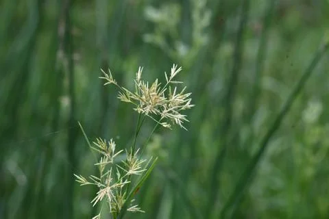 Cyperus rotundus grass. Stock Photos