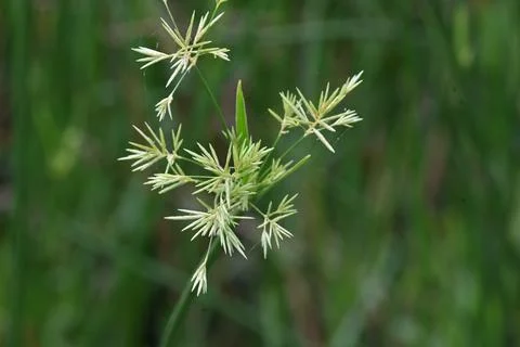 Cyperus rotundus grass. Stock Photos
