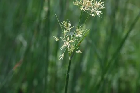 Cyperus rotundus grass. Stock Photos