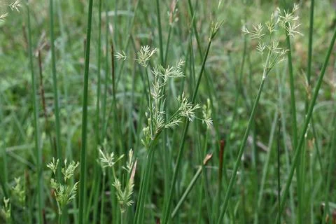 Cyperus rotundus grass. Stock Photos