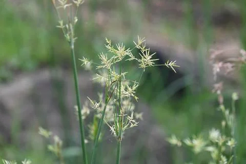 Cyperus rotundus grass. Stock Photos
