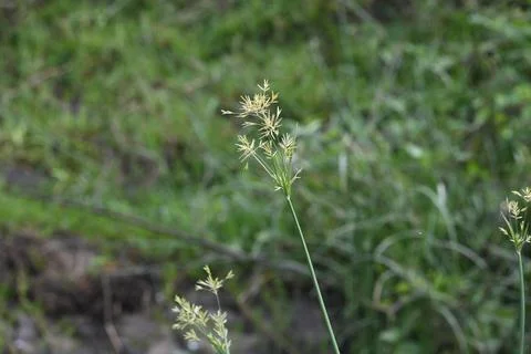 Cyperus rotundus grass. Stock Photos