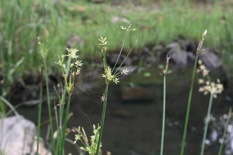 Cyperus rotundus grass. Stock Photos