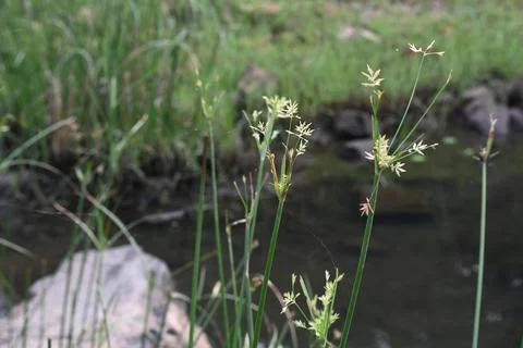 Cyperus rotundus grass. Stock Photos