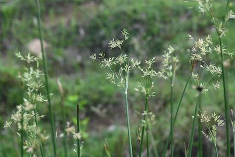 Cyperus rotundus grass. Stock Photos