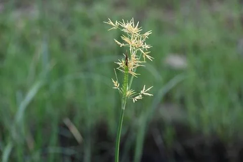 Cyperus rotundus grass. Stock Photos