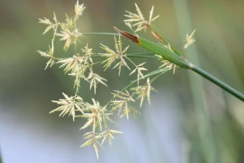 Cyperus rotundus grass. Stock Photos