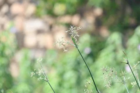 Cyperus rotundus grass. Stock Photos