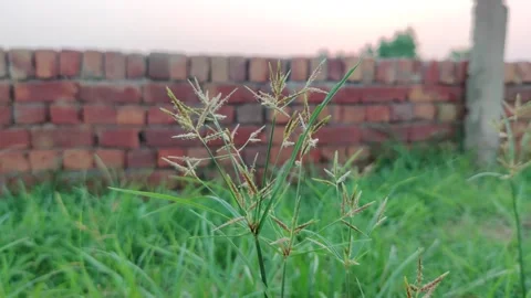 Cyperus rotundus with natural background. Cyperus rotundus is a perennial plant. Stock Footage 247359632