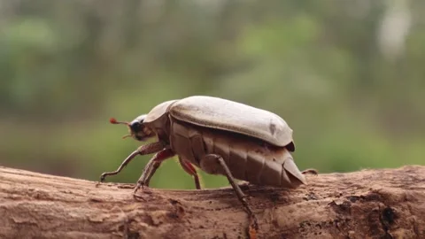 Cyphochilus Beetle crawling on brach and flies away 库存影片 273669949