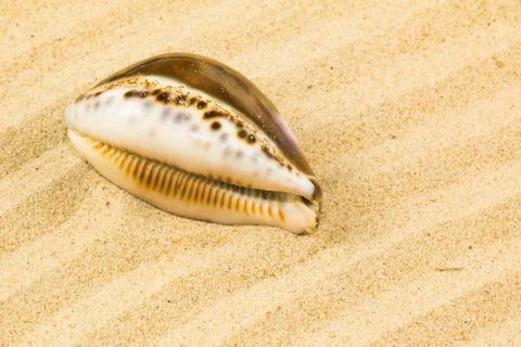 Cypraea tigris, commonly known as the tiger cowrie. Stock Photos