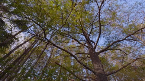 Cypreess  Stock Footage 273183285