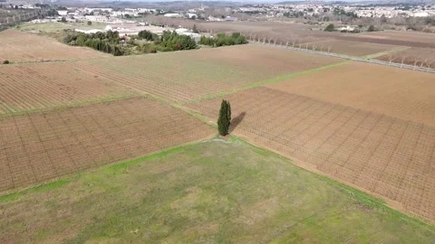 Cyprès seul Video stock 328708938