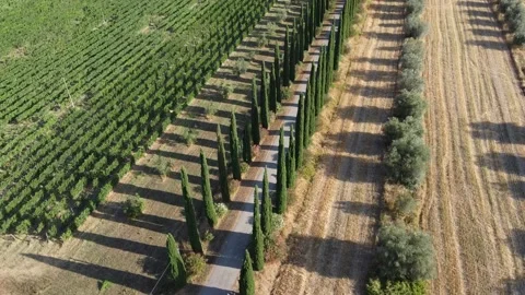 Cypress 360 orbit 스톡 동영상 158929630