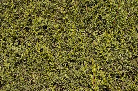 Cypress background Stock Photos