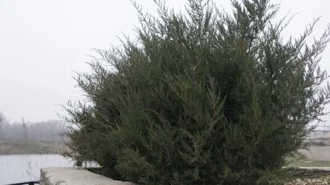 Cypress on the background of the river Stock Photos