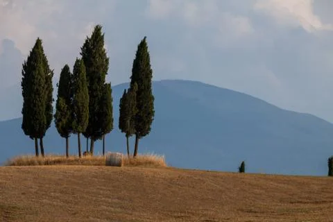 Cypress with a bale of straw Stock Photos