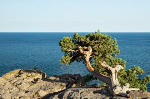 Cypress on the beach Stock Photos