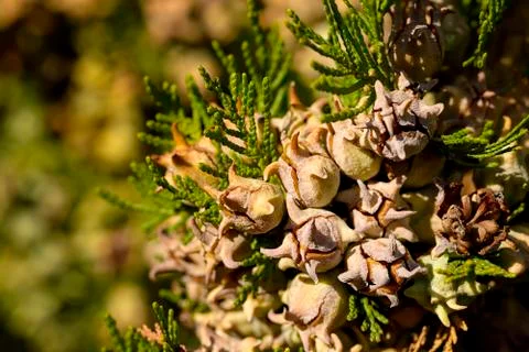 Cypress berries Stock Photos