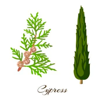 Cypress branch and tree  Stock Illustration