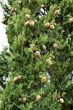 Cypress branch with cones Stock Photos