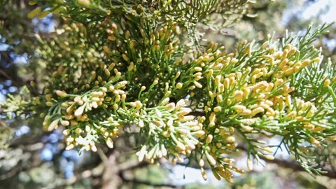 Cypress Branch With Tiny Yellow Flower Buds Vídeo Stock 345138911