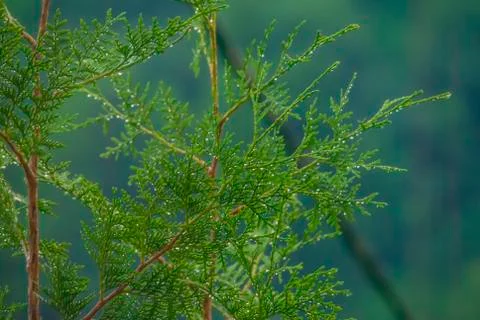 Cypress branches in rain Stock Photos