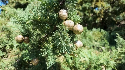 Cypress Branches With Round Green Cones Vídeo Stock 344804392