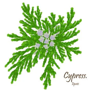 Cypress cedar tree branch. cypress branch with cones. Conifer flower of cypre Stock Illustration