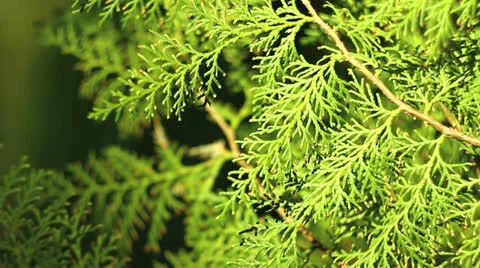 Cypress, close up Stock-Footage 23207000