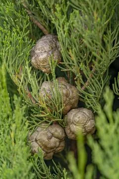 Cypress closeup Stock Photos