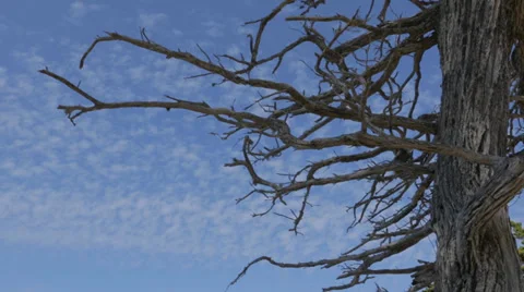 Cypress clouds timelapse Video stock 36785361